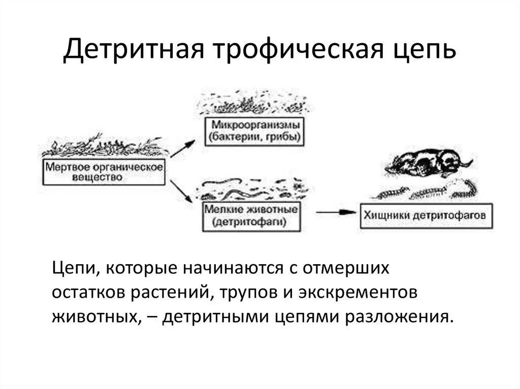 Приведите примеры детритных пищевых цепей. Трофические уровни детритной цепи. Детритная пищевая цепь уровни. Деиритную трофическая цепь. Трофические уровни детритной пищевой цепи.