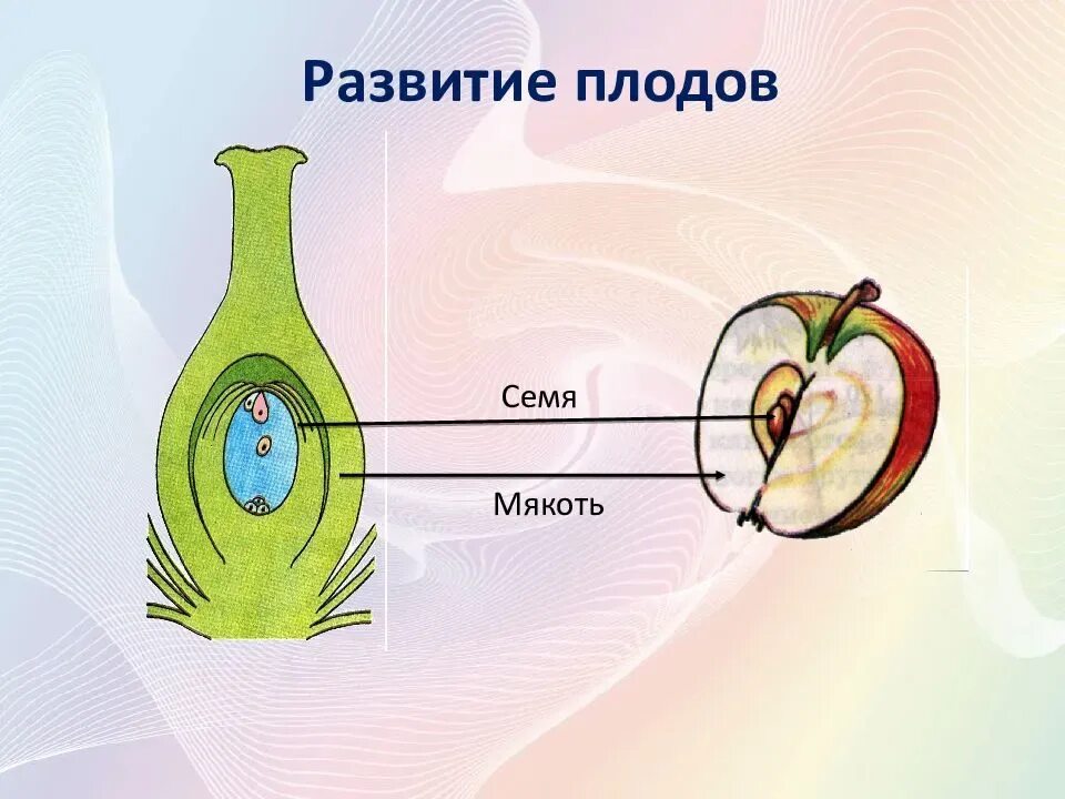 Образование семян покрытосеменных. Двойное оплодотворение у покрытосеменных растений. Образование плода у цветковых растений 6 класс. Оплодотворение покрытосеменных растений схема. Схема двойного оплодотворения у цветковых растений 6 класс биология.