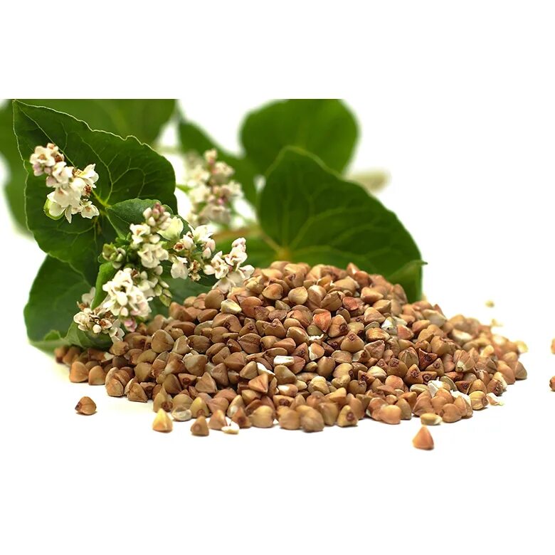 Гречиха - ядрица, продел. Крупа гречневая сечка. Гречка это злак. Гречиха посевная зерновая культура. Крупа продел.