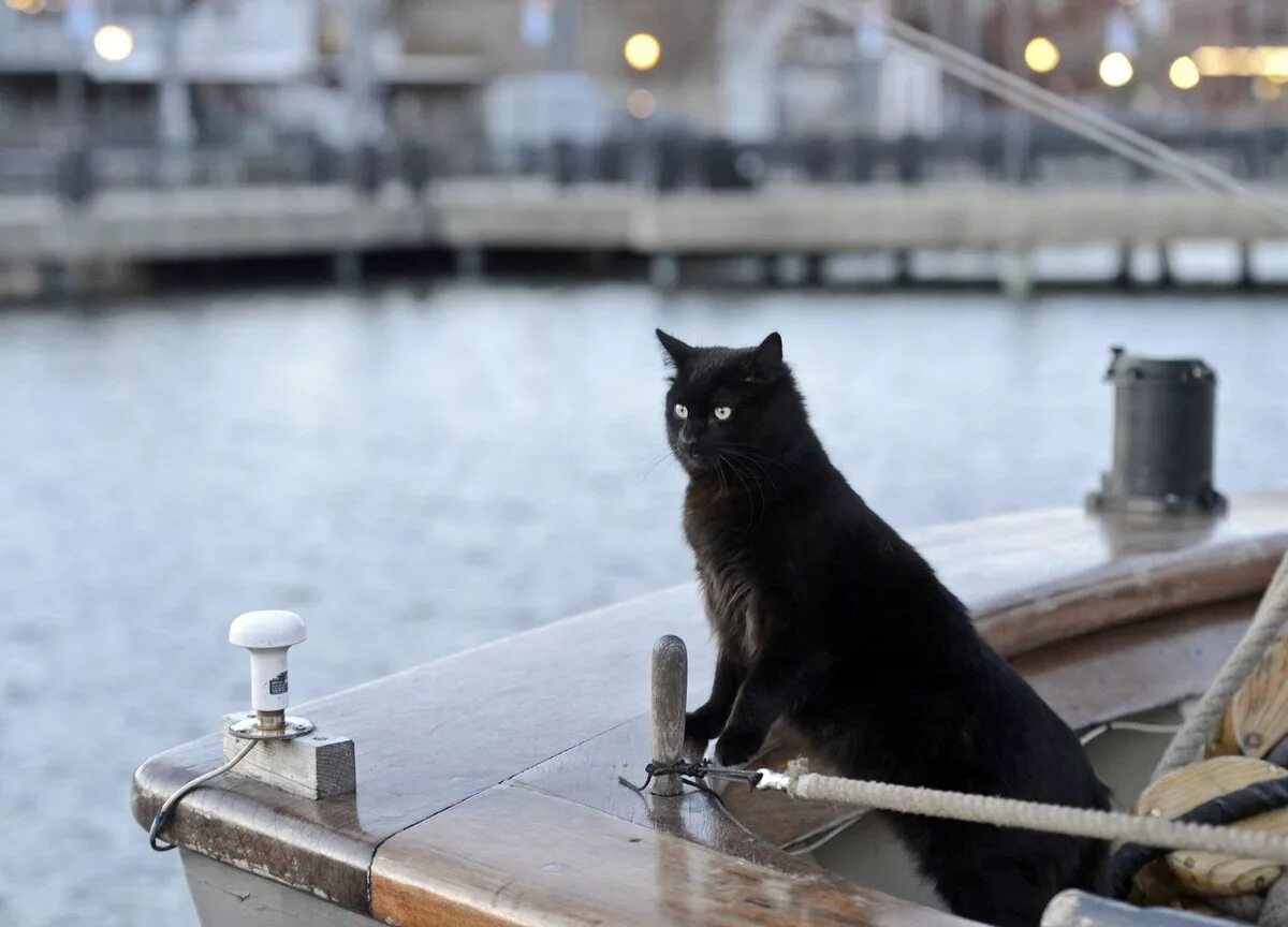Корабельный кот. Корабельные кошки. Кот в лодке. Кот на яхте. Кошка на подводной лодке.