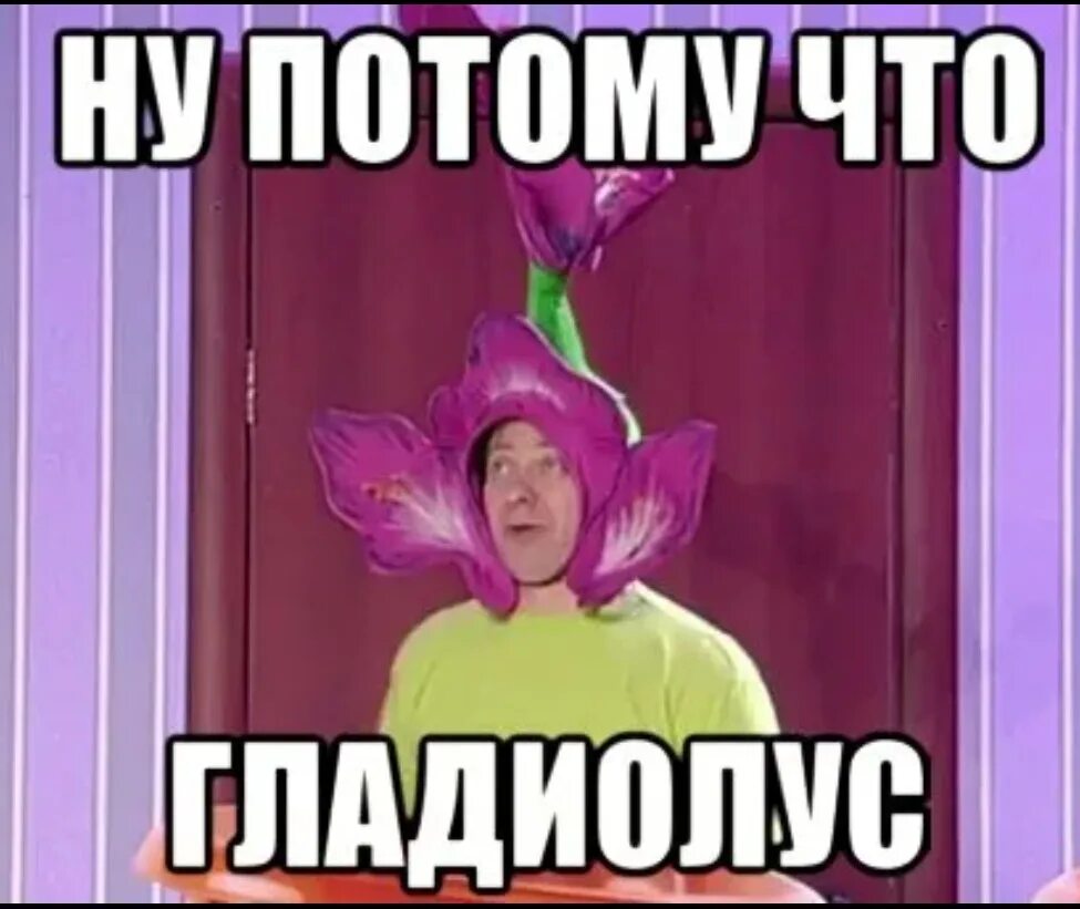 Потому что закройся. Потому что гладиолус. потому что гладиолус мем. потому что гладиолус картинка. потому что гладиолус уральские.