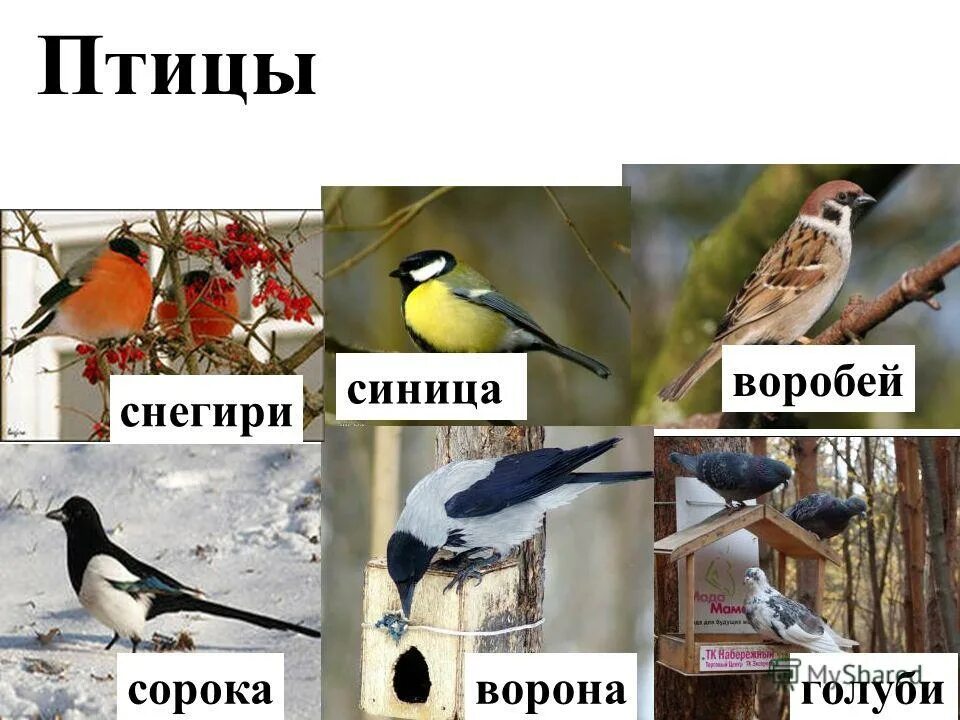 зимующие птицы сорока синица. воробей птица. снегирь синица ласточка дятел сорока. птицы воробей сорока синица ворона. воробей сорока ворона синица.