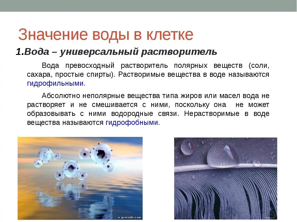 Каковы функции воды. Значение воды. Роль воды. Значение воды для жизнедеятельности клетки.