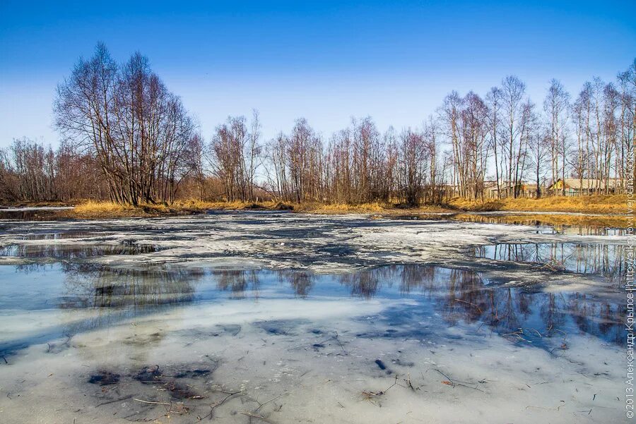половодье березы. пейзаж весенний паводок. весеннее половодье на реке ола. ландшафтный парк тьмака в твери затопило. река шерна владимирская область.