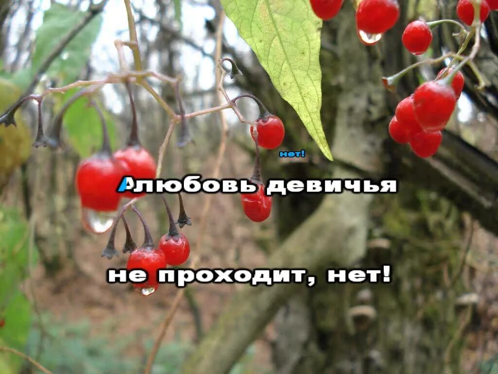Рисунок к рассказу ой цветет калина. Калина караоке. Ой цветёт калина в поле караоке. Рок острова калина. Черемуха цветет.