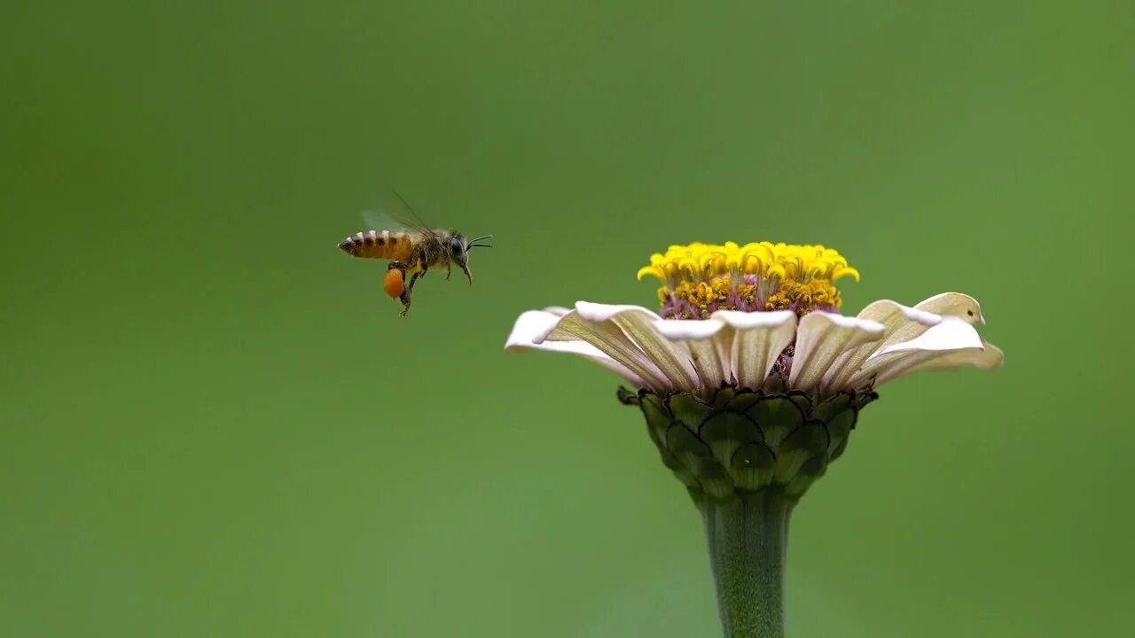 пчелки на цветах. пчела на цветущей сливе. пчелка на цветочке. пчелы летают над цветами. шмель дубравный.