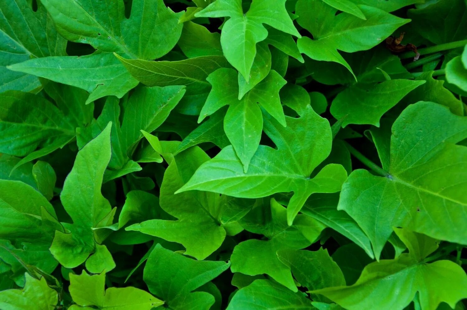 Leaves on the back. Плющ фатсхедера. Амурский плющ. Зеленый плющ растение. Плющ Голден джут.