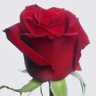 Prestige rose