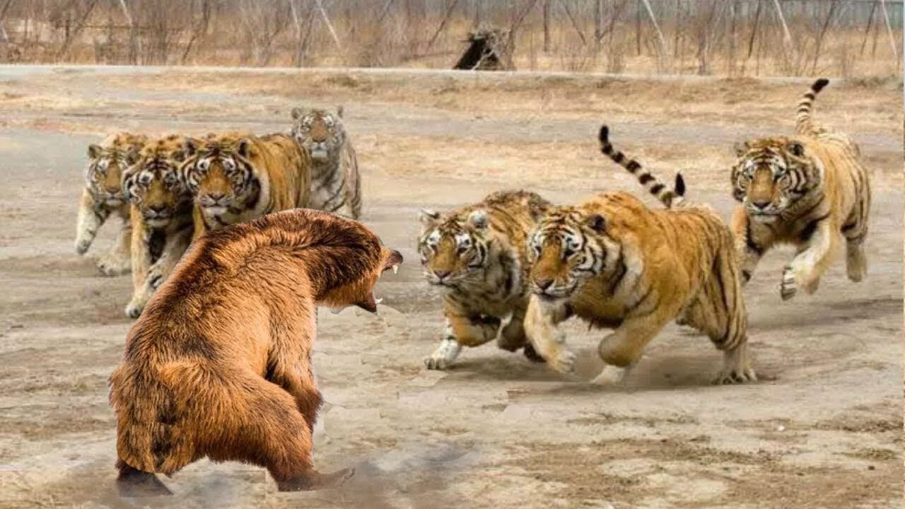Львы схватки. Амурский тигр против Льва. Лев против тигра. Медведь Гризли против тигра. Амурский тигр против Волков.