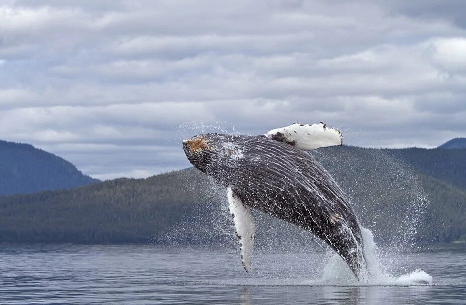 Горбатый кит Аляска. Аляска киты в Джуно. Аляскинский залив киты. Животные на Аляске киты. Аляска кит