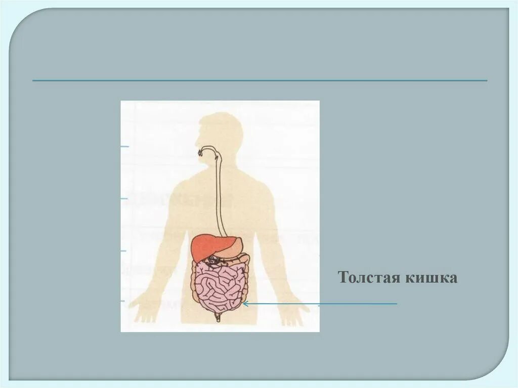 Пищевод печень толстая. Пищеварительная система человека 3 класс окружающий. Строение пищеварительной системы человека 3 класс окружающий мир. Рисунок пищеварительная система человека 3 класс. Схема пищеварения 3 класс.