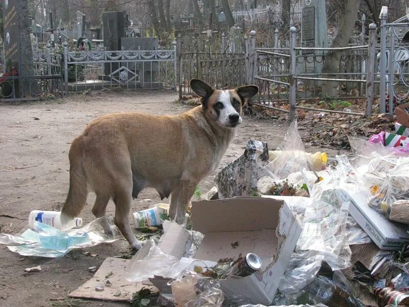 Собаки умирают дома. Бездомные собаки на помойке.