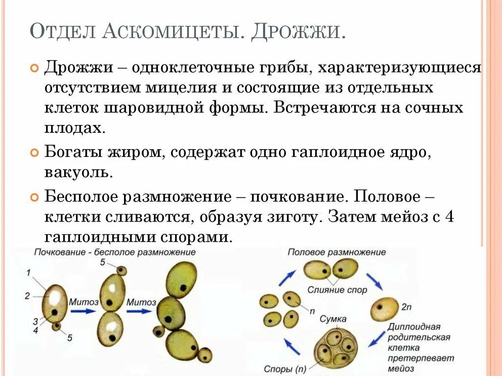 Каковы строение и способы размножения дрожжей?. Дрожжи одноклеточные грибы. Дрожжи особенности строения и размножения. Почкование дрожжей способ размножения. Дрожжи образование спор