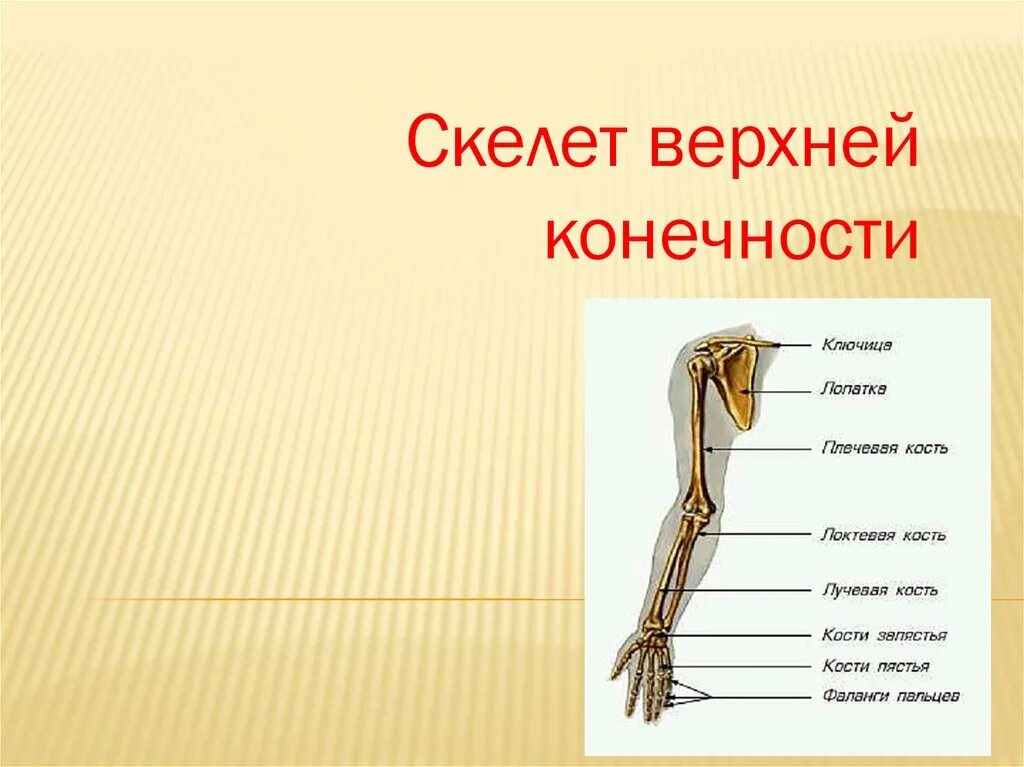 5 кость пояса верхних конечностей. Скелет свободной верхней конечности анатомия. Скелет пояса верхних конечностей. Скелет конечностей верхняя конечность. Плечевой пояс и скелет верхних конечностей.