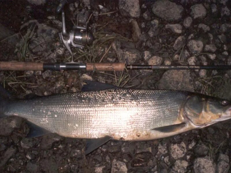 Северная рыба муксун. Северная белорыбица. Сиг нельма. Северная рыба нельма. Нельма stenodus leucichthys nelma.