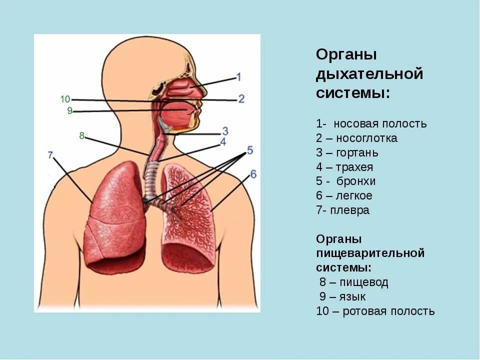 Органы дыхательной части