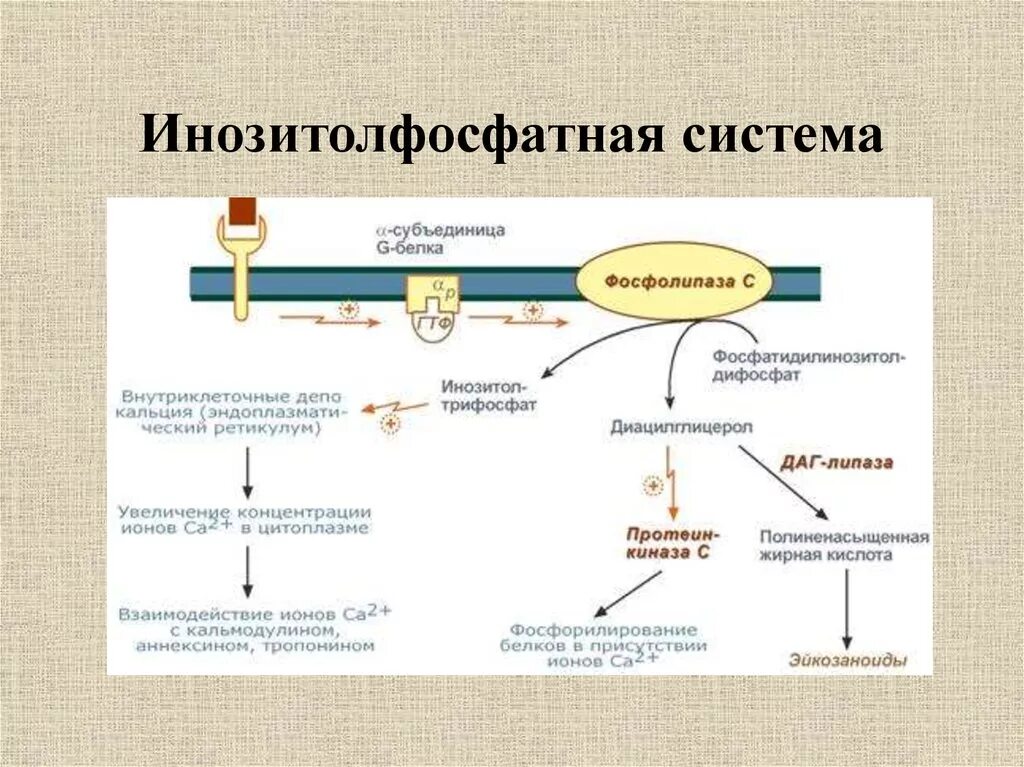 Передают сигналы в организме. Схема действия инозитолфосфатной системы. Инозитолфосфатный механизм передачи гормонального сигнала. Рецепторы инозитолфосфатной системы. Схему инозитолфосфатной системы передачи сигнала.