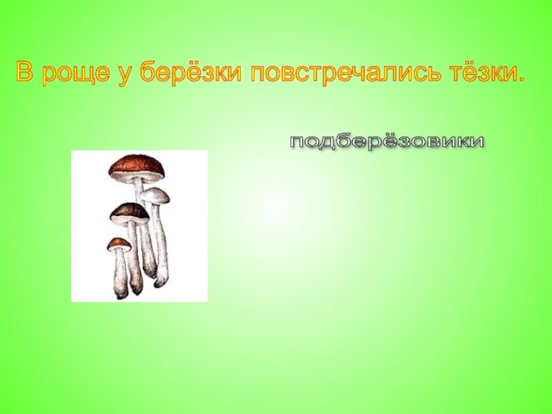 Роще березки повстречались загадка. Роще березки повстречались тезки. в роще березки повстречались тезки подберезовик. березки повстречались тезки загадка. в роще березки повстречались тезки загадка.