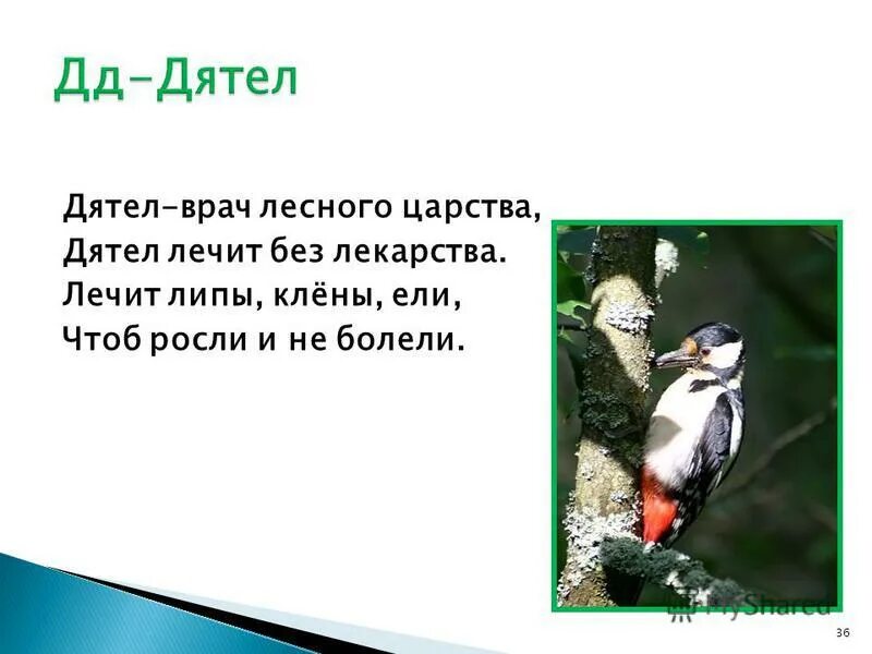 почему дятла называют лесным доктором