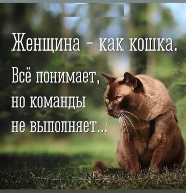 Смешные цитаты. Забавные короткие фразы. Афоризмы с юмором. Смешные фразы. Веселые высказывания.