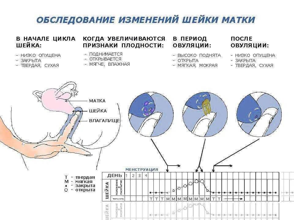 Как можнозабиреминеть. Дни для зачатия. Может девочка забеременеть без месячных. Овуляция признаки беременности. Период овуляции у женщин.