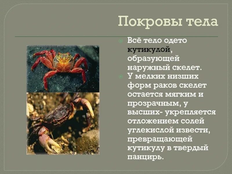 Кутикула ракообразных. Покровы тела ракообразных 7 класс. хитиновый покров ракообразных. покровы ракообразных 7 класс. паукообразные наружный покров.