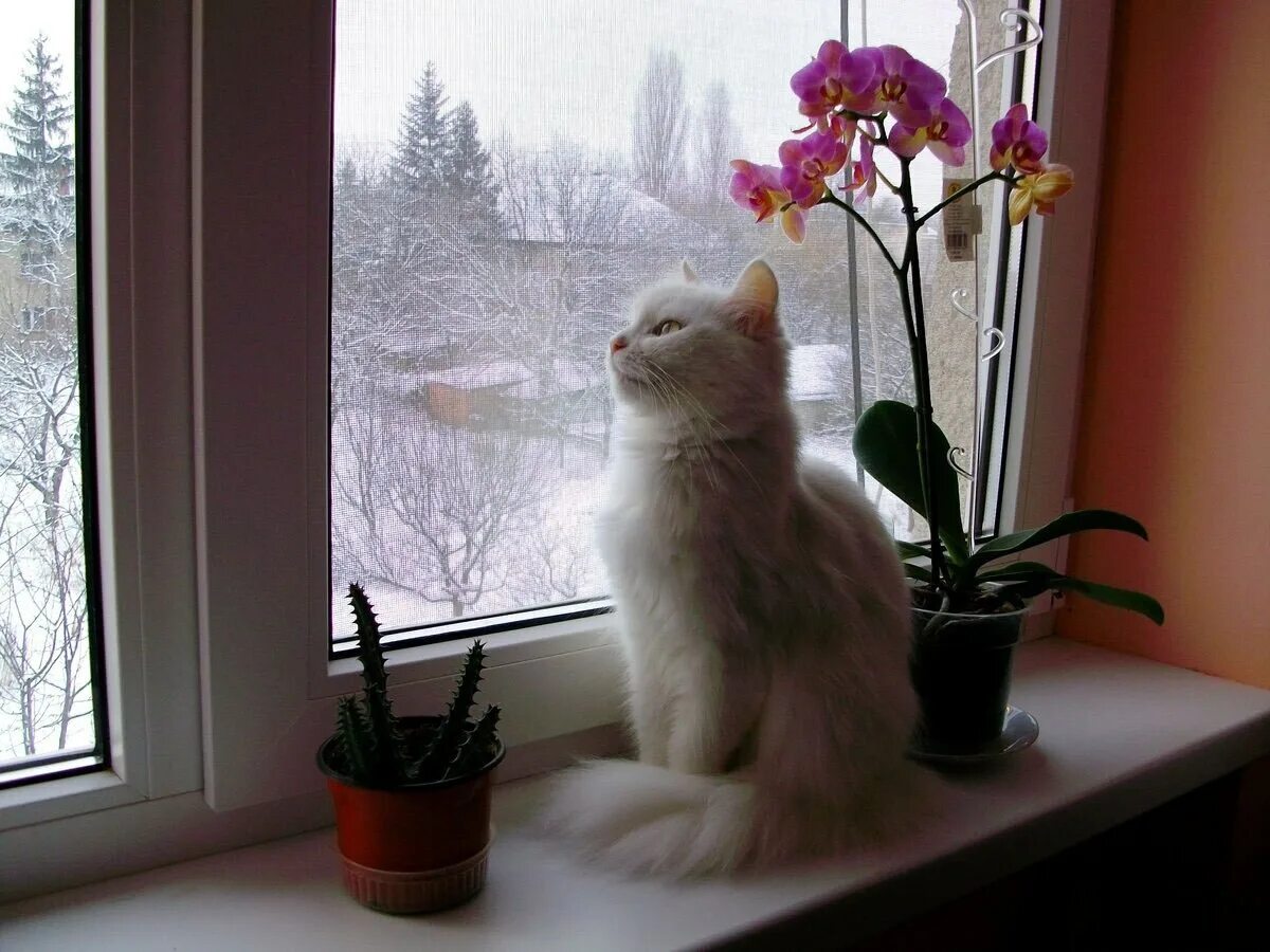 Кот ждет весну. Кот на окне. Кошки на окошке. Цветы на подоконнике. Котик на подоконнике.