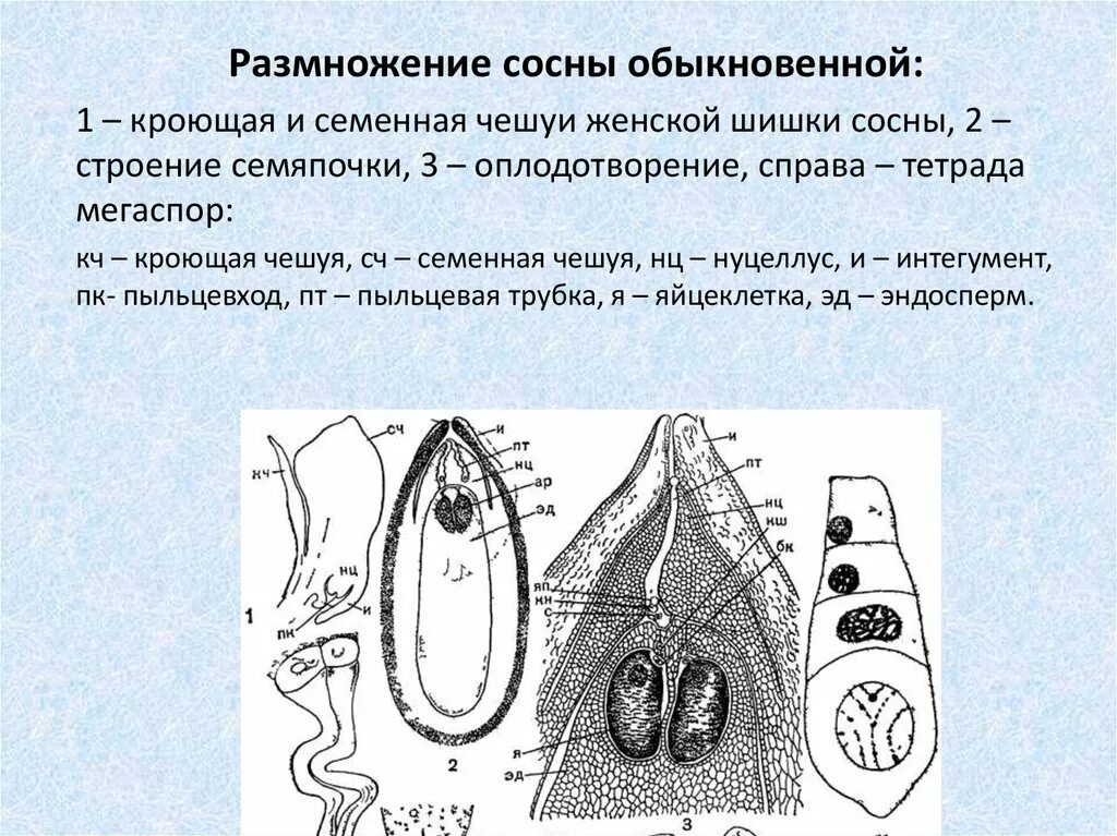 Женский гаметофит зародышевый мешок. Нуцеллус и интегумент. Зародышевый мешок голосеменных. Семязачаток голосеменных растений. Семязачаток голосеменных сосны.