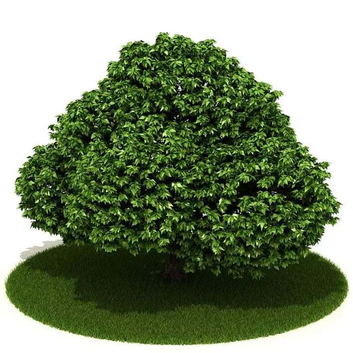 Куст 3 метра. Кустарники 3d модель. модель 3d bush. дерево кэли. bushes archmodels.