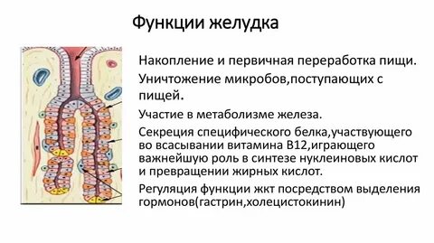 5 функций желудка
