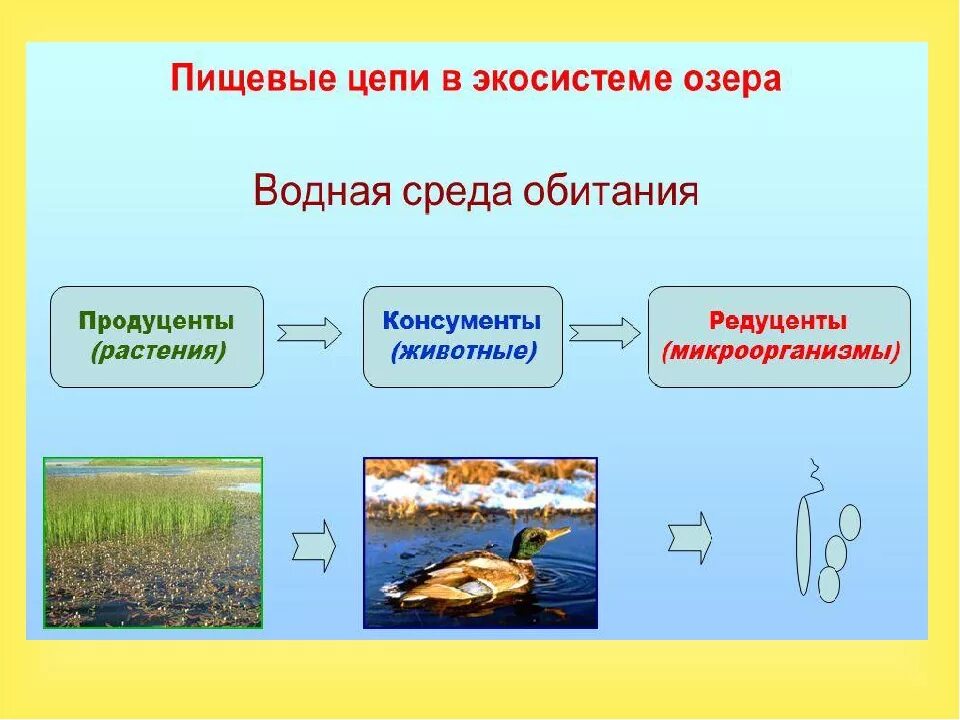 Цепь питания реки