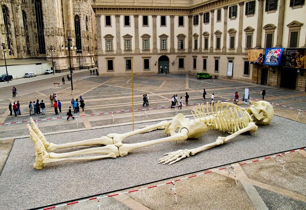 Скелет исполина в музее. Смитсоновский институт кости великанов. Джино де Доминичис. В виде громадного