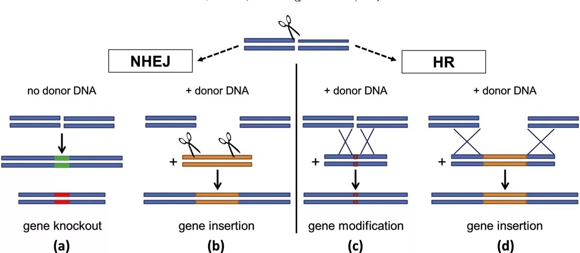 Механизм NHEJ. One Gene. Gh1 ген. Lrrtm1 ген изображение.