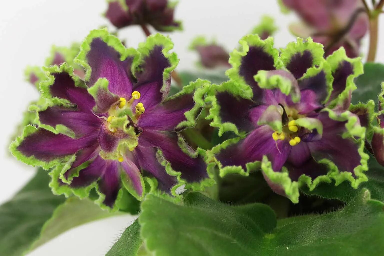 Ав полет валькирий. Фиалка ав полет валькирий спорт. Фиалка полет валькирий. Ав полет валькирий. Фиалка полет валькирий спорт.