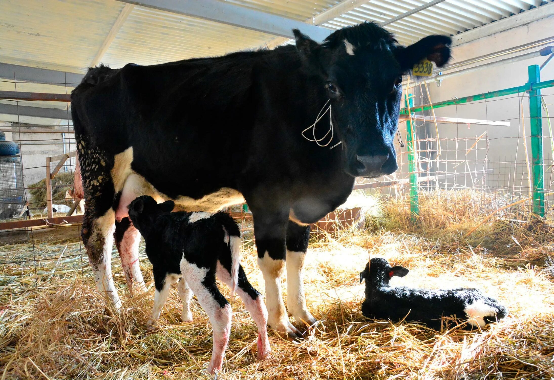 Техника искусственного осеменения крупного рогатого скота. Осеменение крс. Осеменение крс. Пункт искусственного осеменения коров. Маноцервикальный осеменение крс.