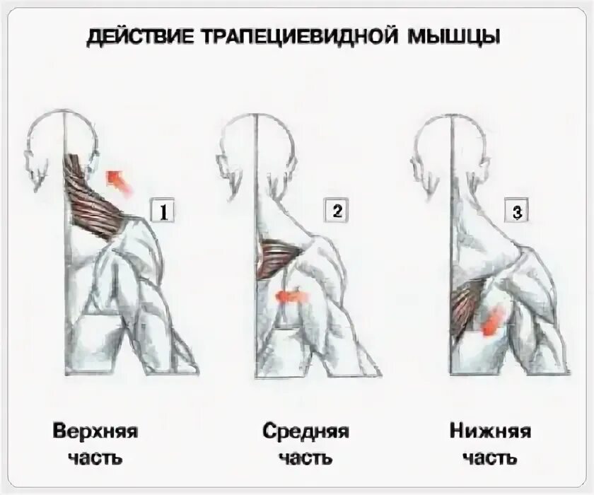 Верхняя трапециевидная. Нижняя часть трапециевидной мышцы. Трапециевидная мышца анатомия функции. Верхняя порция трапециевидной мышцы. Нижняя порция трапециевидной мышцы упражнения.