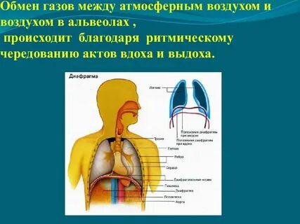 При выдохе выходит воздух
