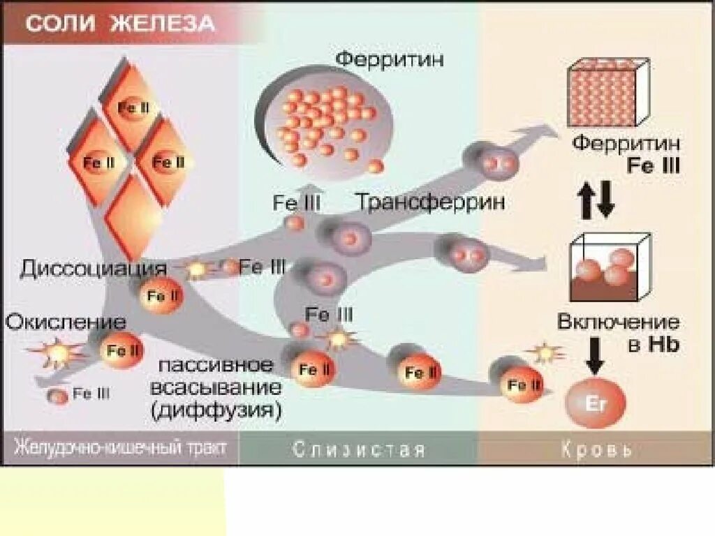 Железо ферритин. Ферритина в крови. Кровь на железо и ферритин. Железо ферритин трансферрин.