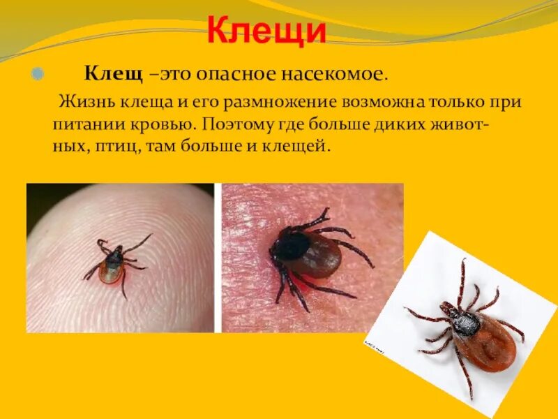 Опасные насекомые клещи. Факты о опасных насекомых.