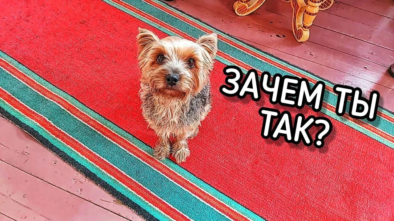 Коричневый жидкий стул. Какашки йорка. Собака какает. Колтуны на шерсти шпица. Собака йоркширский терьер мини.