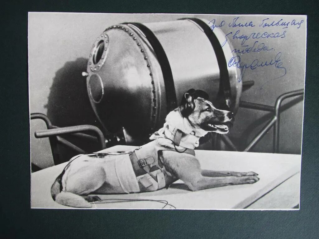 Лайка 1957. Собака лайка 1957. 1957 Лайка в космосе. Первая собака космонавт лайка.