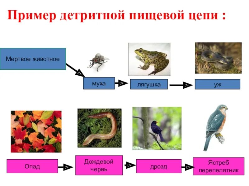 Детритная цепь питания примеры