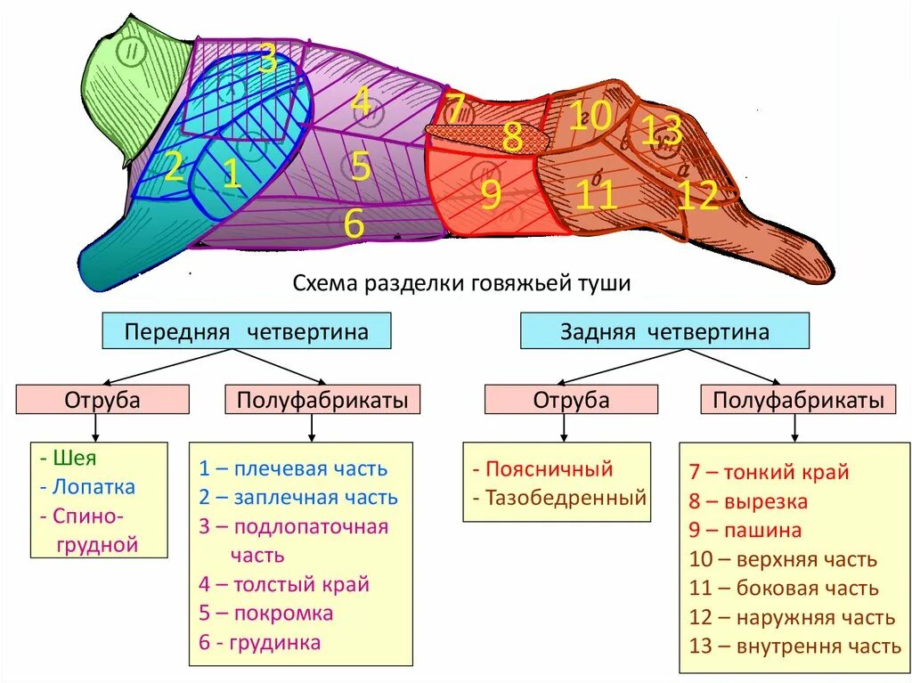 Говяжья разделка. Разделка говядины схема. схема разделки говяжьей туши. части туши говядины схема. разделка туши говядины схема.