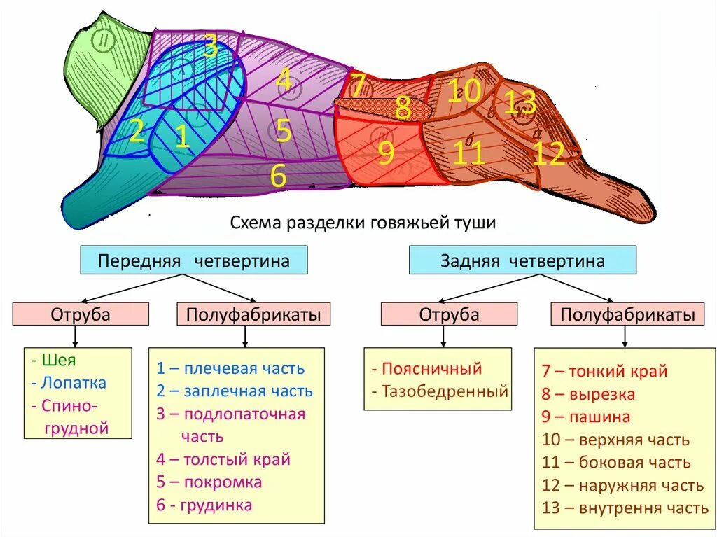 Верхний тонкий край. Разделка говядины схема. Части туши говядины схема. Разделка туши говядины схема. Схема разделки говяжьей туши.