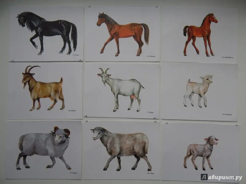 Карточки "домашние животные". Карточки с изображением домашних животных. Мамы и Детеныши домашних животных. Семья домашних животных карточки.