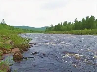 Притоки реки амгунь. Река амгунь бассейна реки алдан. село усть-амгунь. школа амгунь. река амгунь фото.