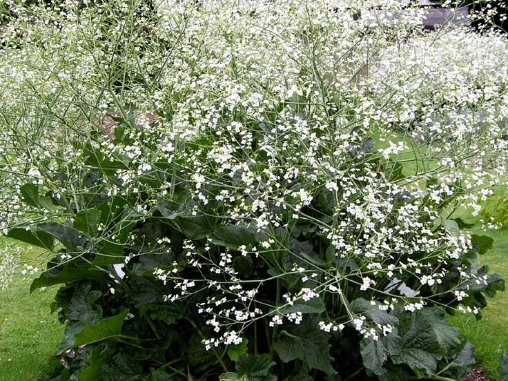 Катран cordifolia. Катран выращивание. Катран трава. Катран приморский растение. Катран выращивание.