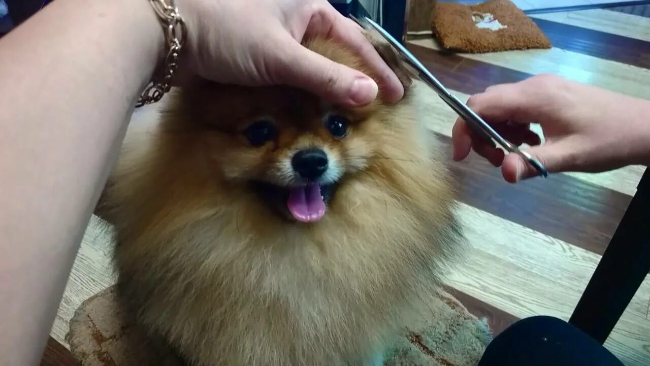 Можно ли шпицу черешню