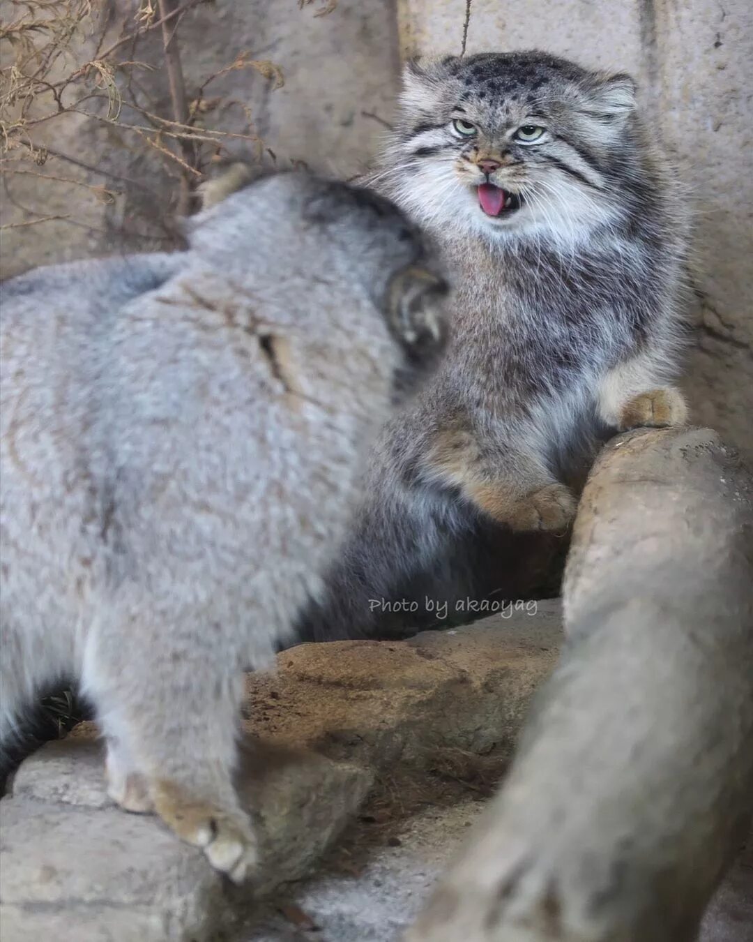 Манул кошачий. Кот манул. манул погладь кота. кот манул с человеком. манул кот размер.