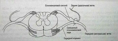 Чувствительные ганглии спинномозговой ганглий